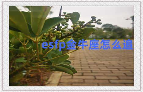 esfp金牛座怎么追