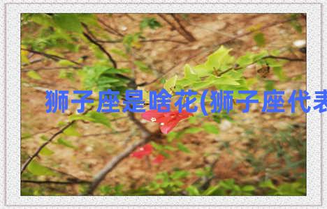 狮子座是啥花(狮子座代表花)